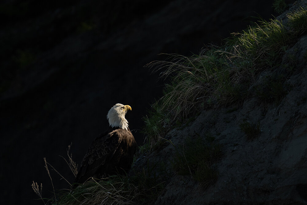 Bald Eagle 060621g copy.jpg