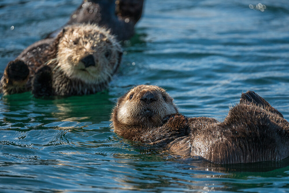 Sea Otter 060221g copy.jpg