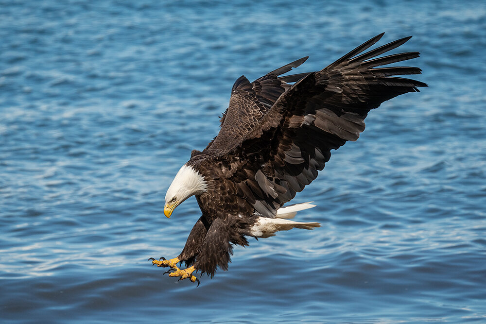 Bald Eagle 060321w copy.jpg