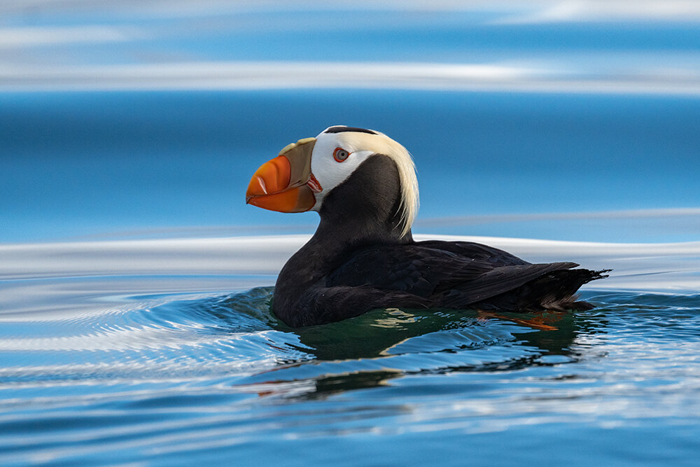 Tufted Puffin 060221p copy.jpg