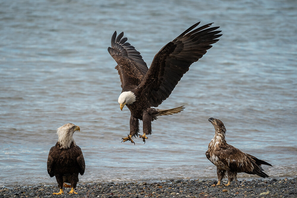 Bald Eagle 060321zd copy.jpg