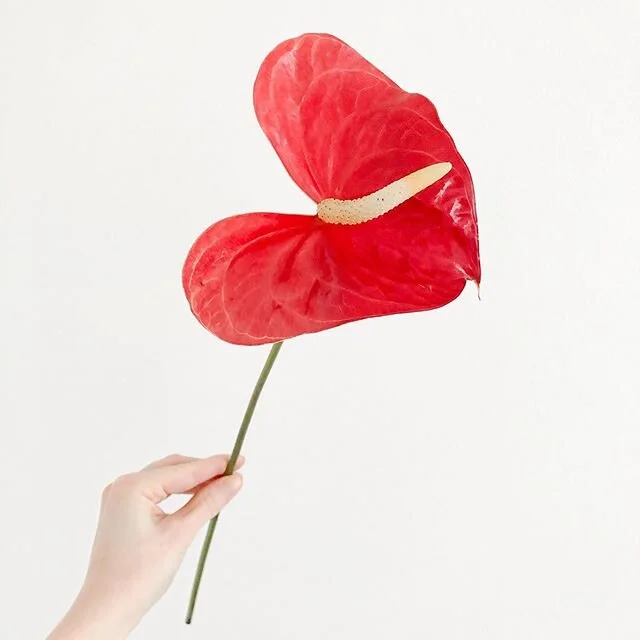 Happy Valentine’s Day, loves! I couldn’t resist buying myself this perfectly heart shaped anthurium β€οΈ #learnaflower