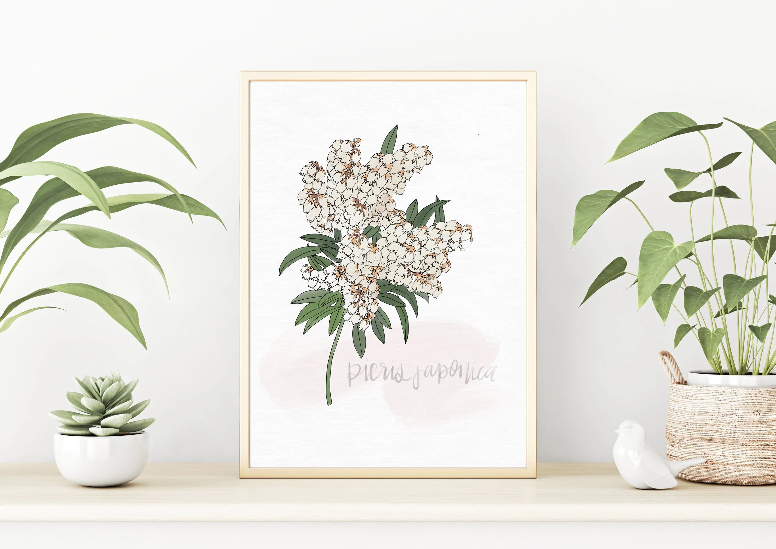 Pieris Japonica Print