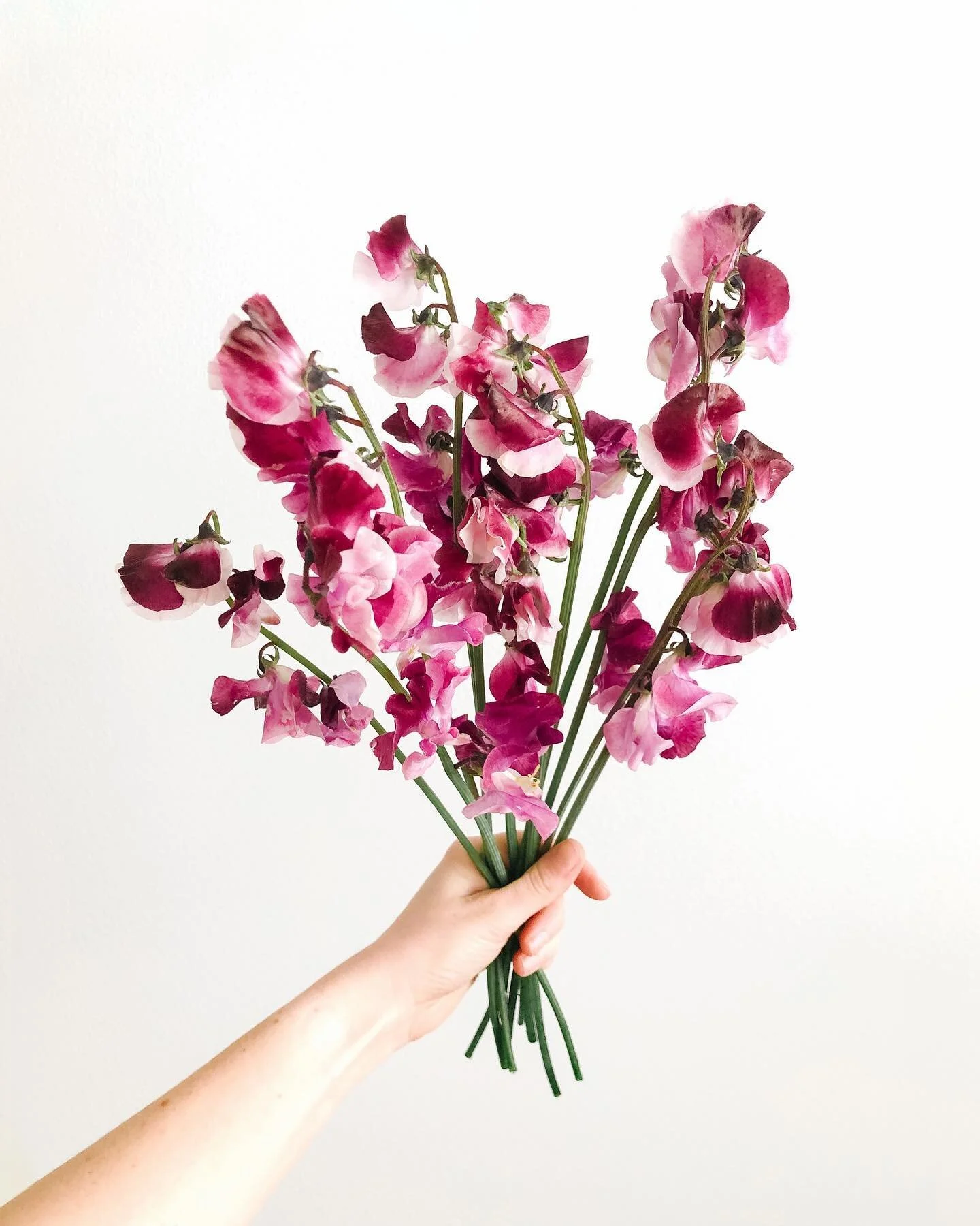 Raise your hand if you love sweet peas! 🙋🏼&zwj;♀️🙋🏽&zwj;♀️🙋🏾&zwj;♀️ They&rsquo;re such a soft, dainty, feminine, and flexible line flower (and I&rsquo;m always looking for flexible line flowers for my bouquet edges!) that can add the prettiest 
