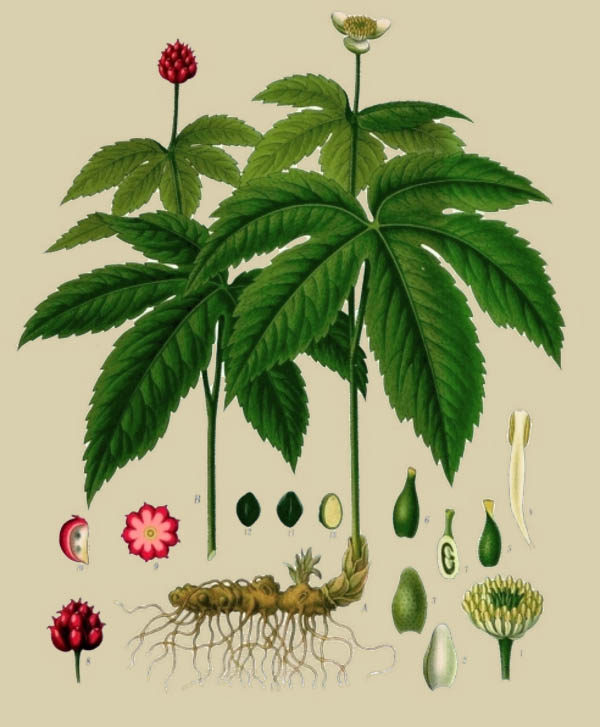 Goldenseal (Hydrastis canadensis)