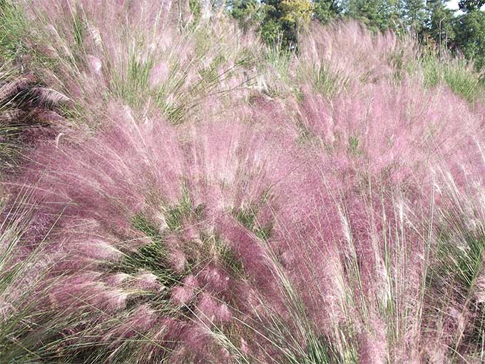 Sweetgrass (Hierochloe odorata)