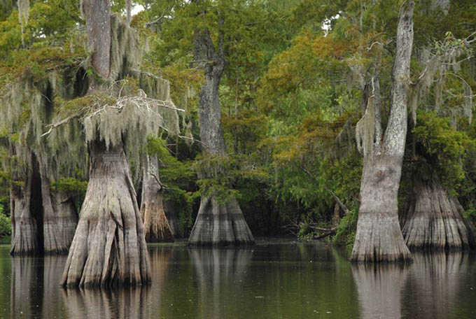 Rare mature cypress trees are still logged for mulch, and most will not grow back.