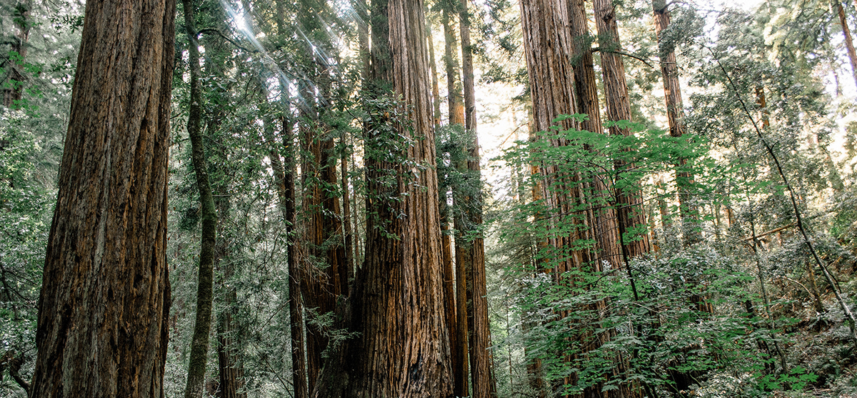 RedwoodForest_hori_CalebJones.png