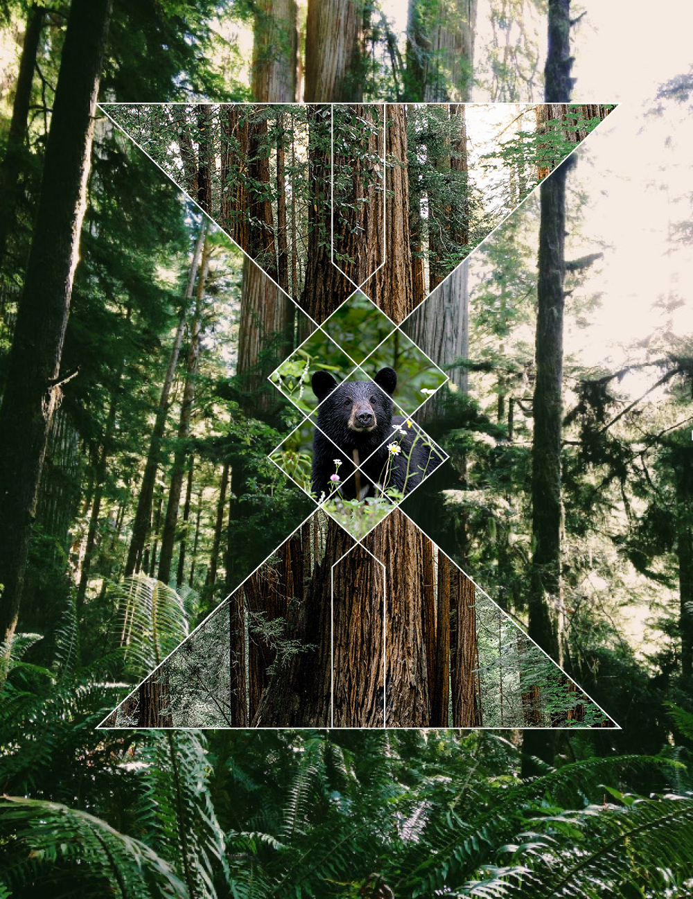 RedwoodsRaw.png