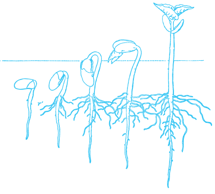 GerminationStages.png