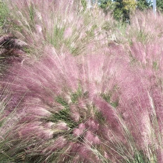 Sweetgrass (Hierochloe odorata)