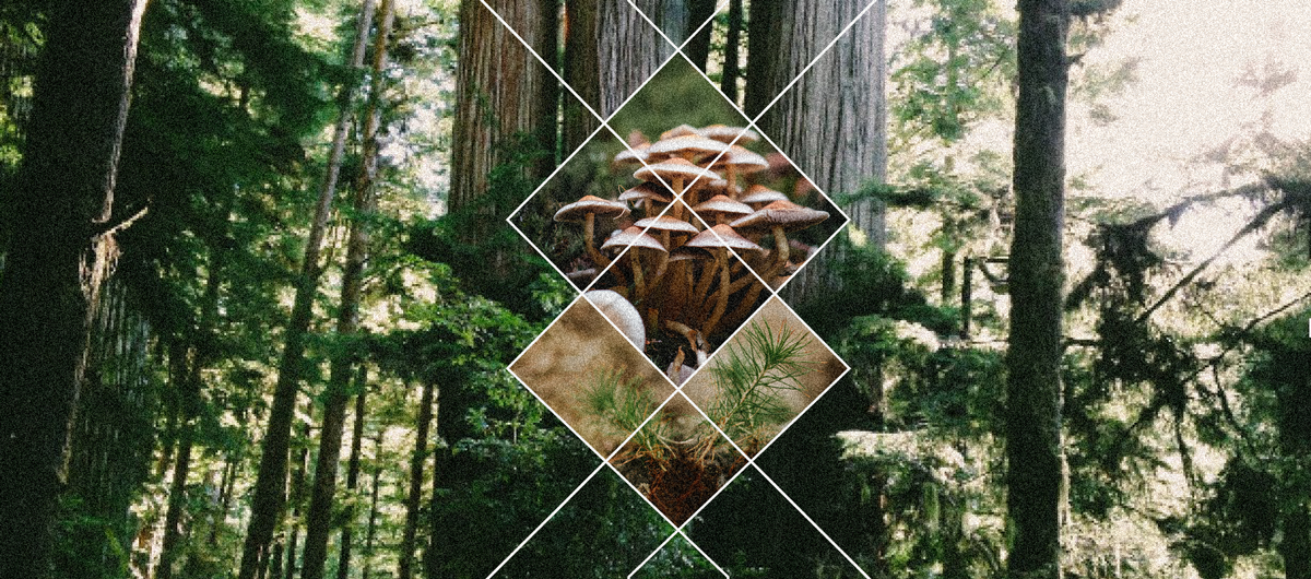 NurseryMycoRedwoods.png