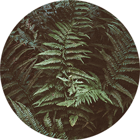 Fern.png