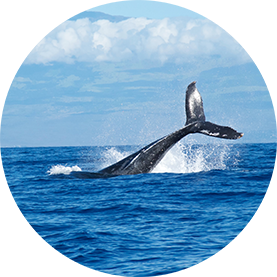 Whale.png