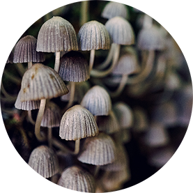 Fungi-2.png