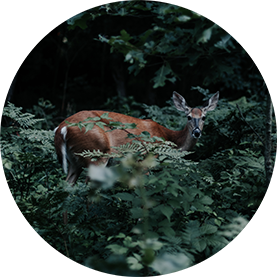 Deer.png