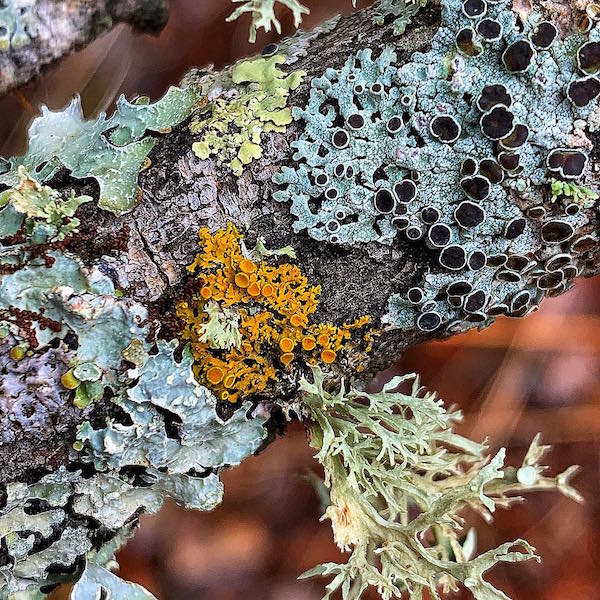 Lichenes