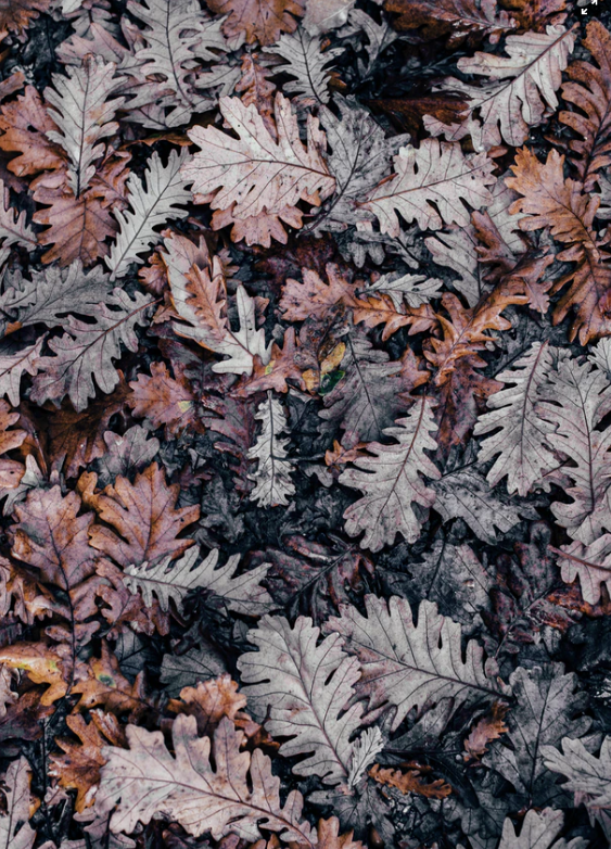 photo Annie Spratt