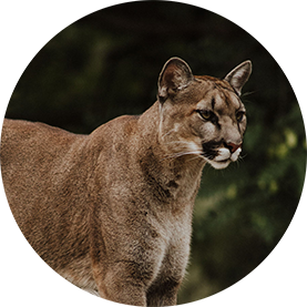 cougar.png