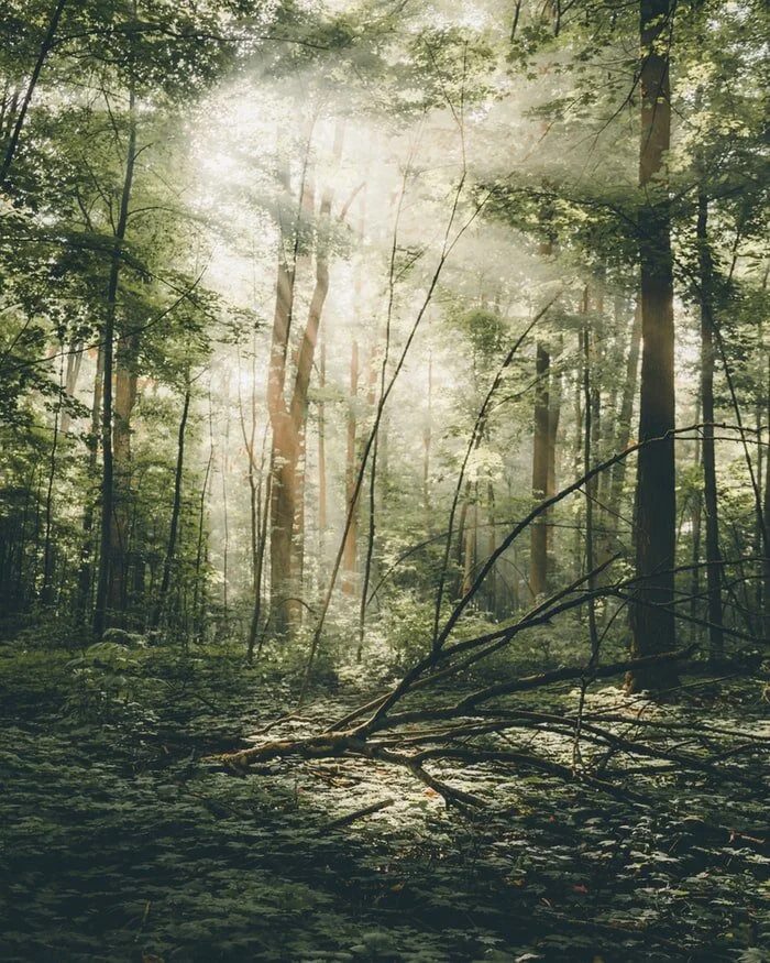 JUREK LUBINSKI on Protecting Europe's Last Primeval Forest /74