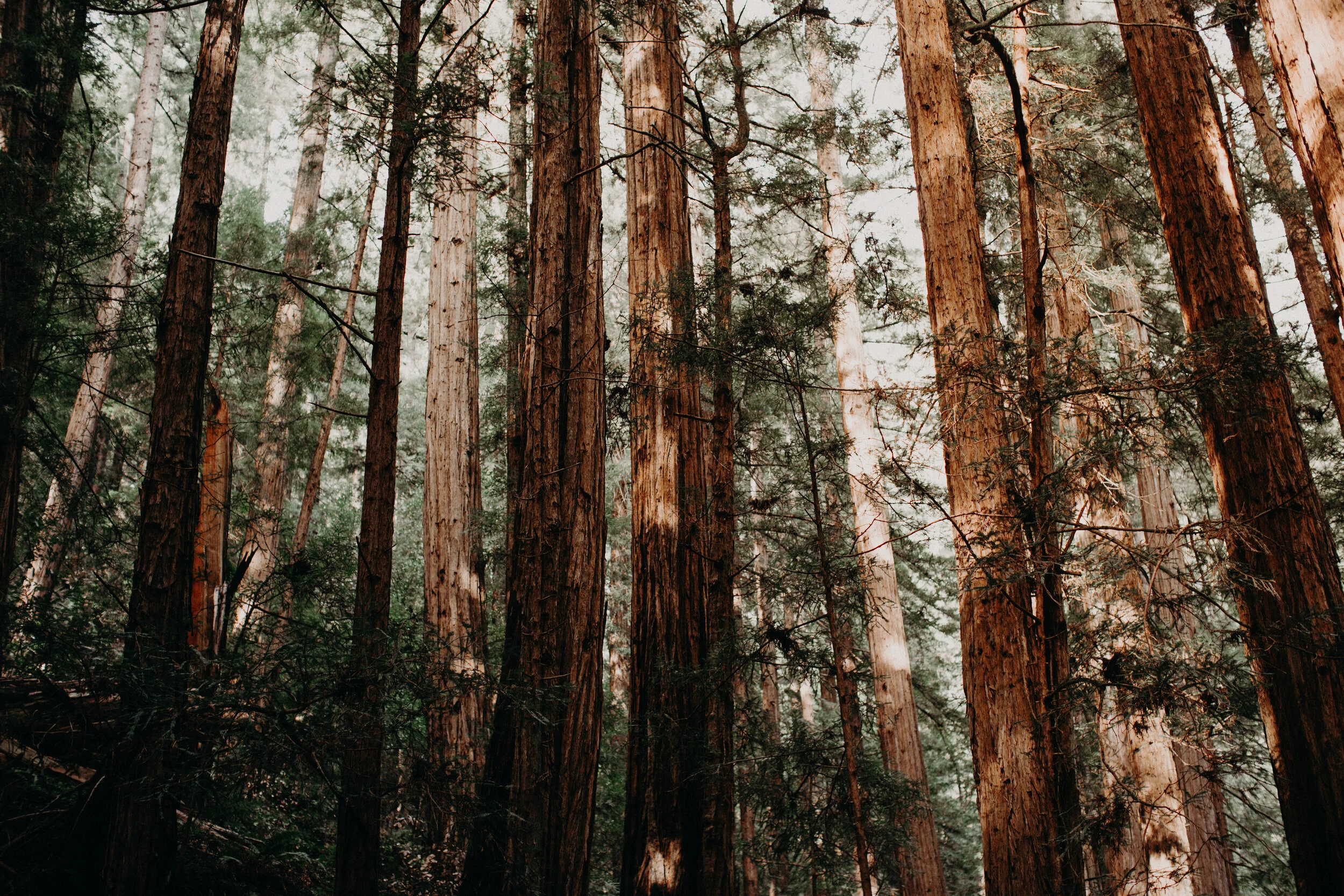 RUE MAPP on Nature as the Great Equalizer /69