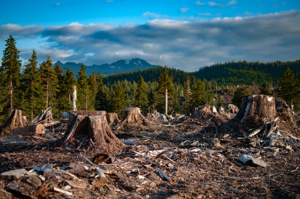 TOM WALDO on Fighting For Alaska's Ancient Rainforest /19
