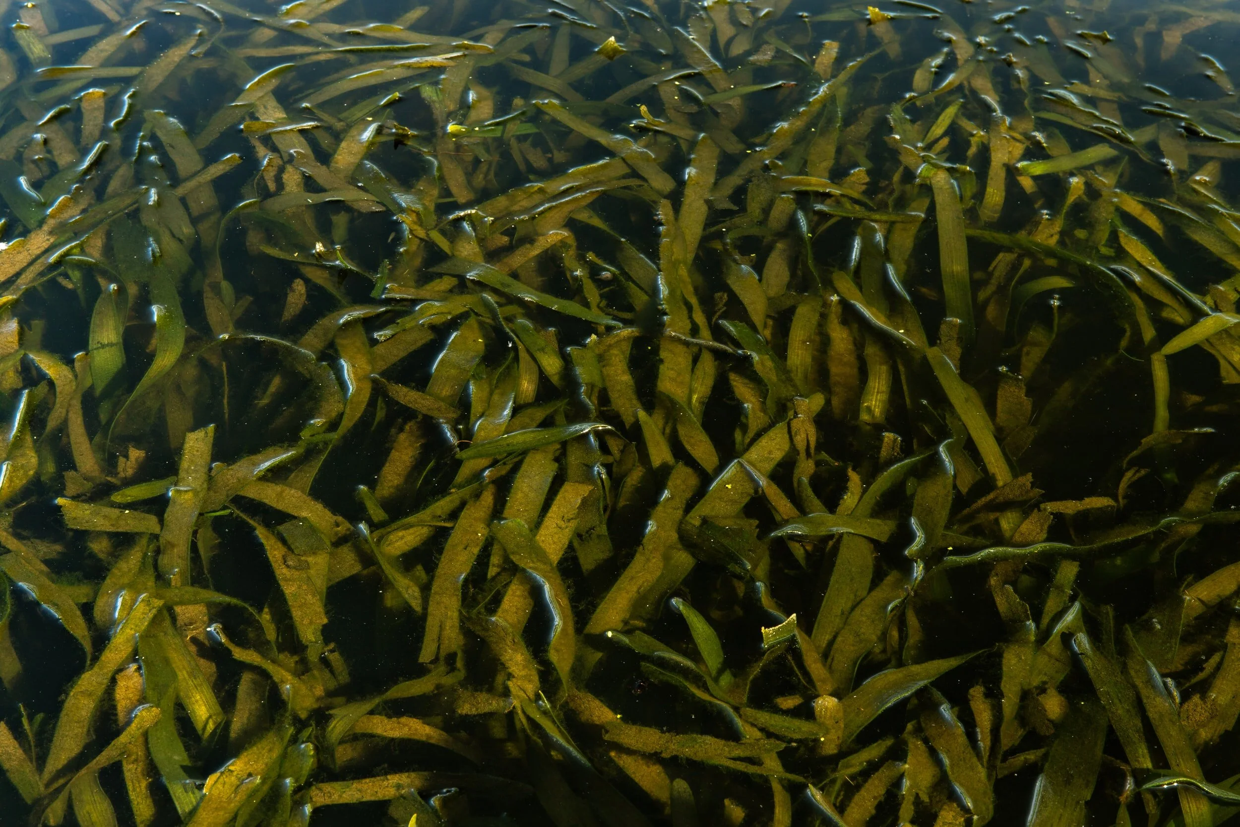 BREN SMITH on Underwater Food Forests For Ailing Oceans /44