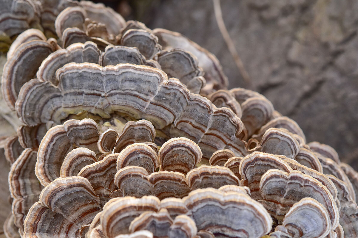 PETER McCOY on Fungi for Personal and Planetary Healing /38