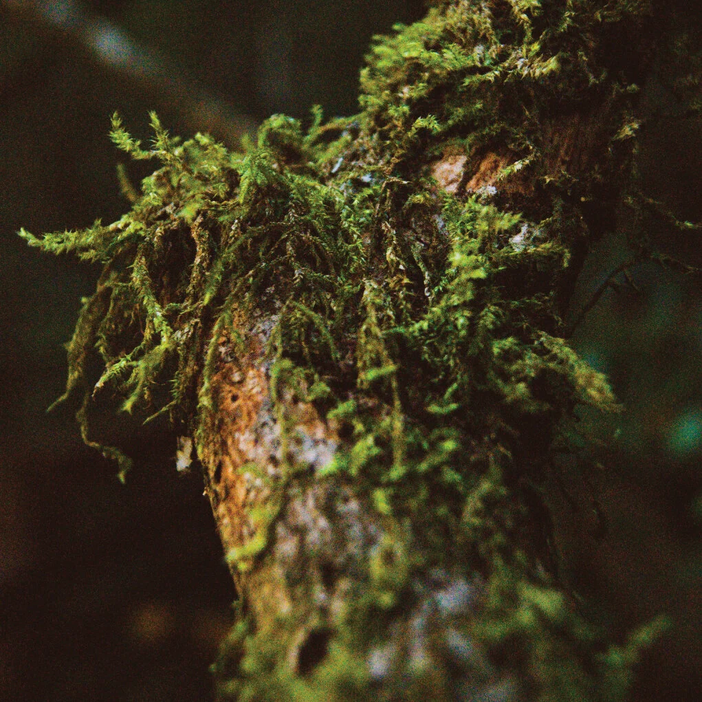 Transcript: NALINI NADKARNI on Discovering Forest Canopy Microcosms /215