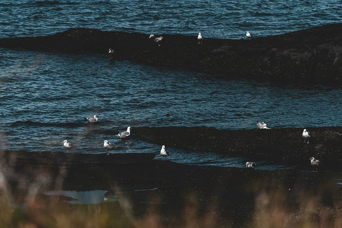 Transcript: Stepping Into Wilder Form, 2025