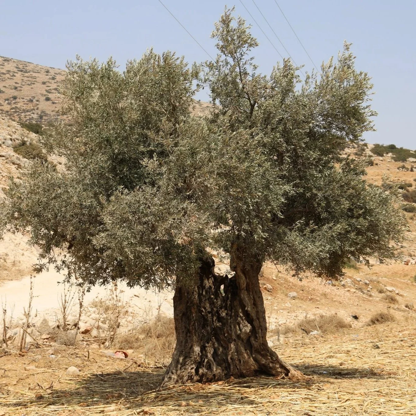 PLANTS ARE POLITICAL on the Lifeway of Olive Trees S1:1