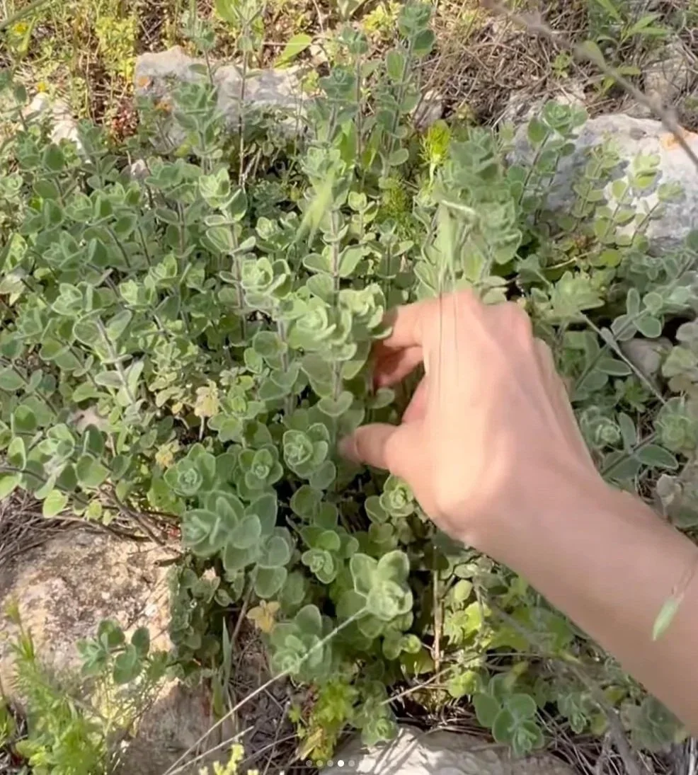 Transcript: PLANTS ARE POLITICAL on the Flavor of Za'atar S1:2