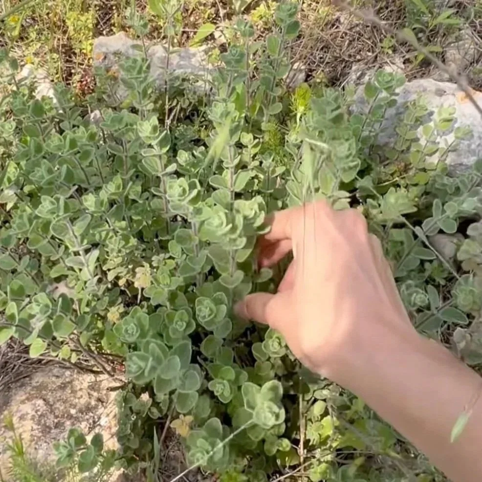 PLANTS ARE POLITICAL on the Flavor of Za'atar S1:2