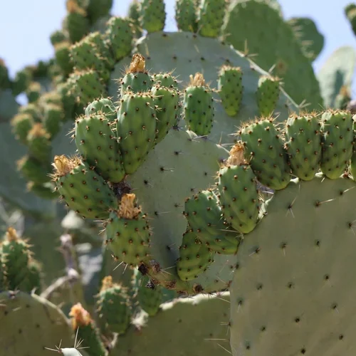 Transcript: PLANTS ARE POLITICAL on the Sweetness of Watermelon and Prickly Pear S1:3
