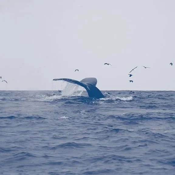 In the Company of Humpbacks S1:1