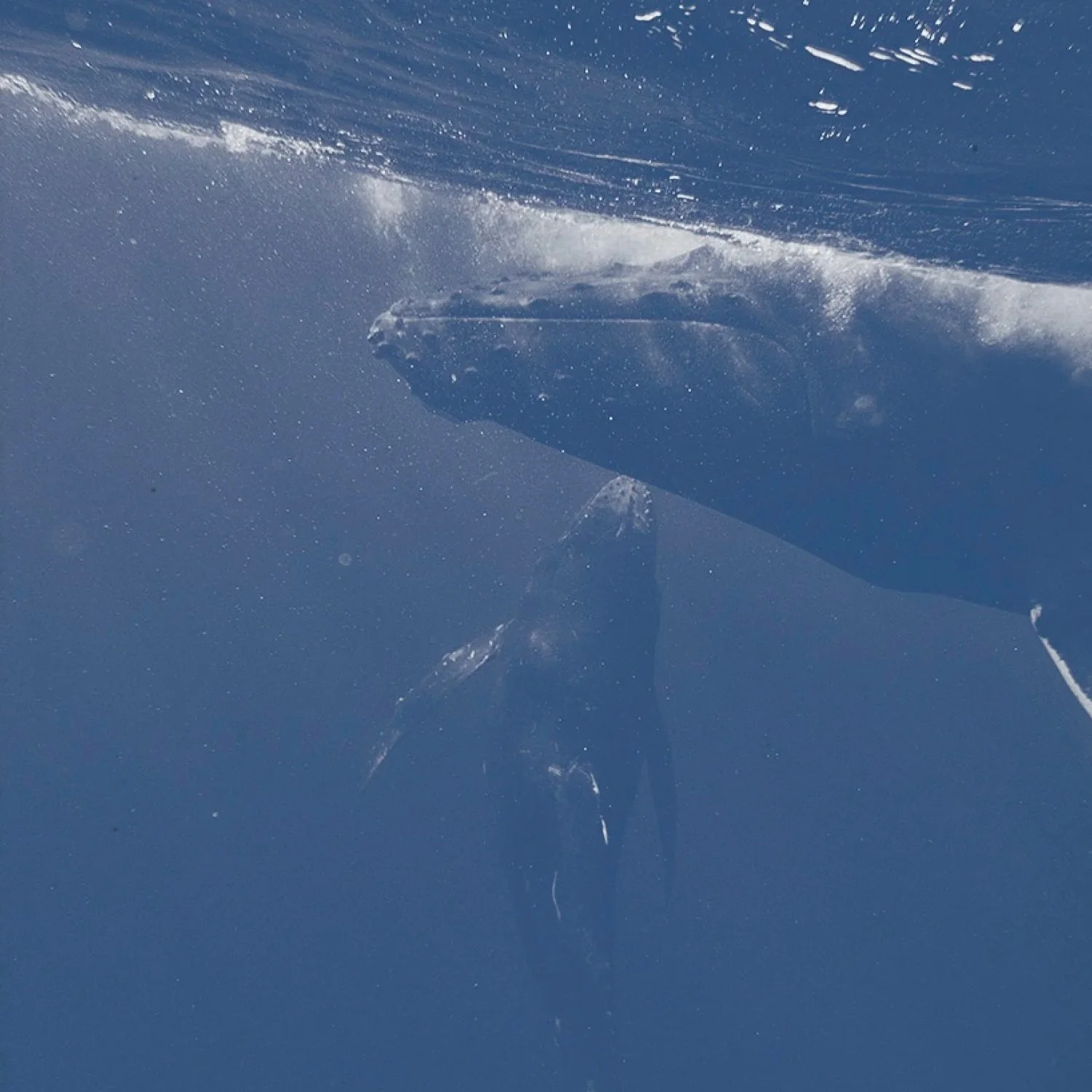 In the Company of Humpbacks S1:2