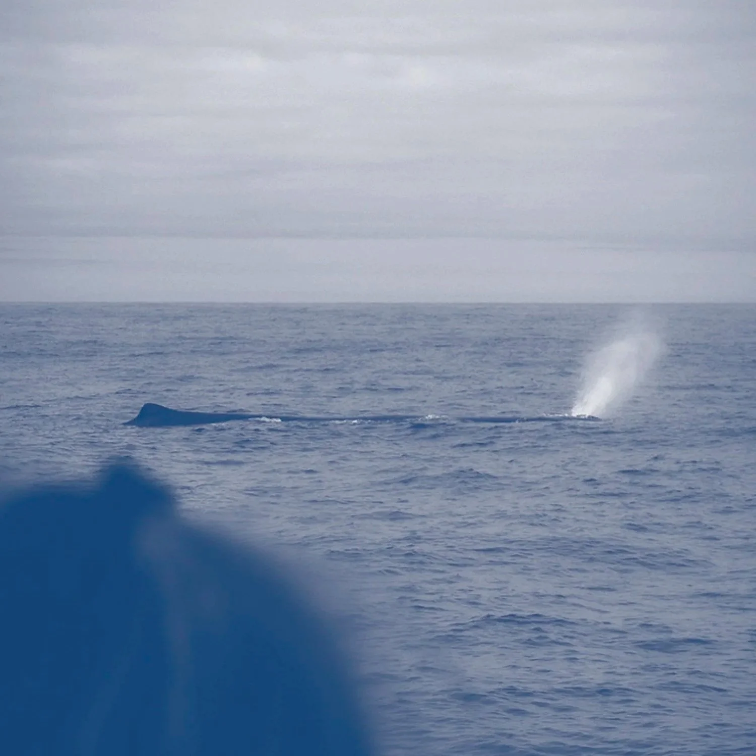 In the Company of Humpbacks S1:3