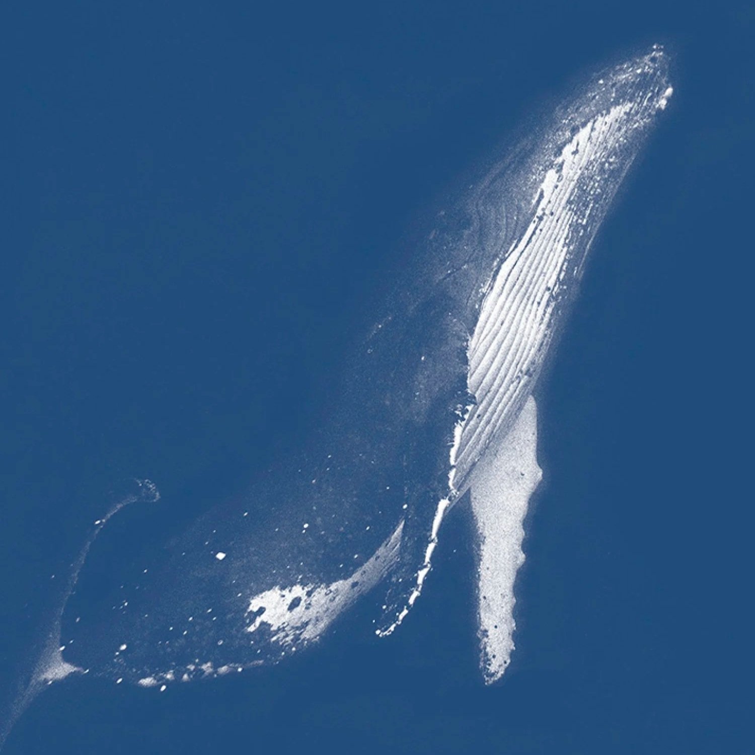 In the Company of Humpbacks S1:4