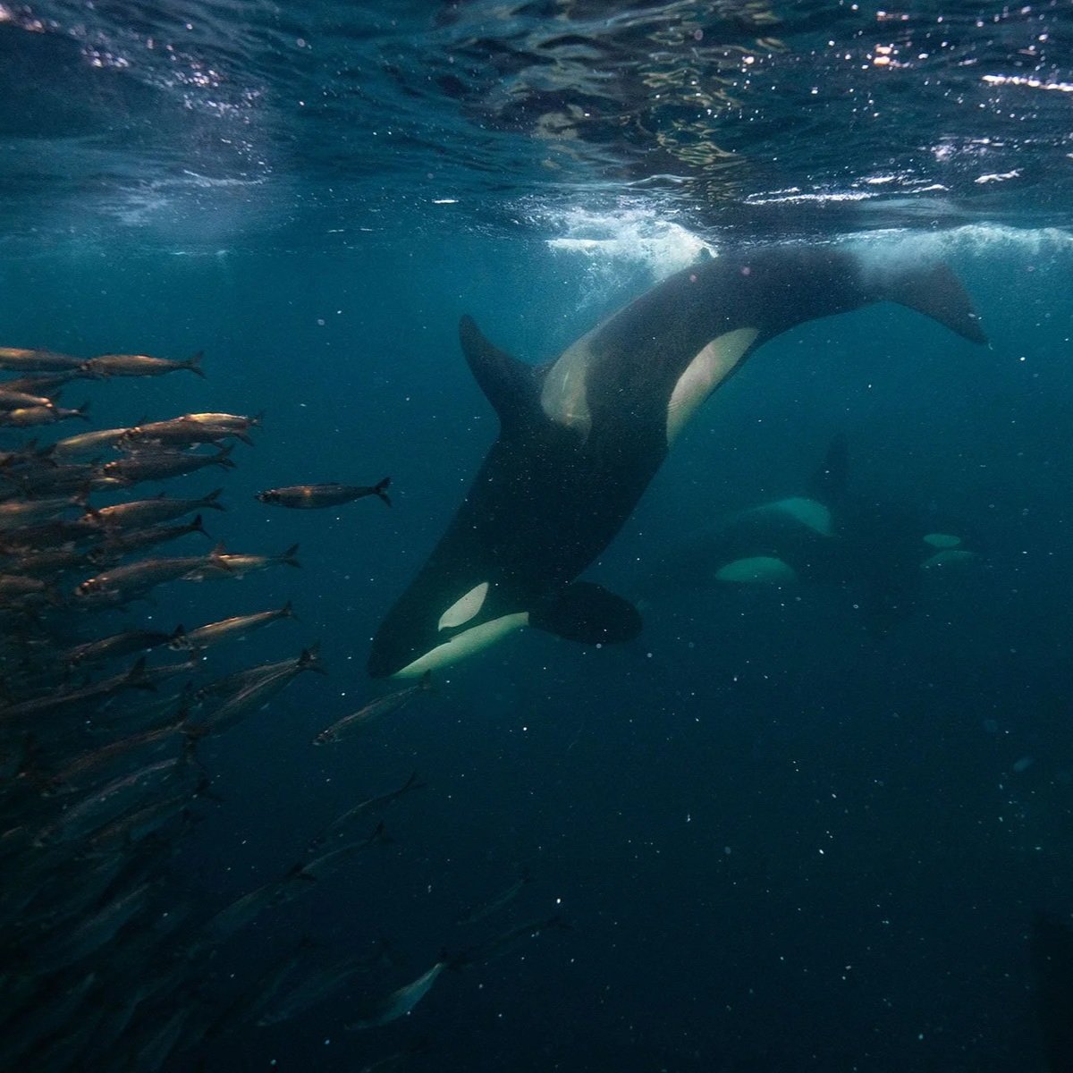 KURT RUSSO on the People Under the Sea [ENCORE] /345