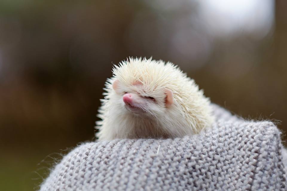 Meet Eminem the hedgehog on Monday, February 29 from 5:30-7:00 pm in the McClelland art gallery.