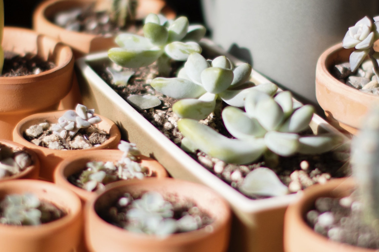 Super cool succulents | PC: Kayla Potts