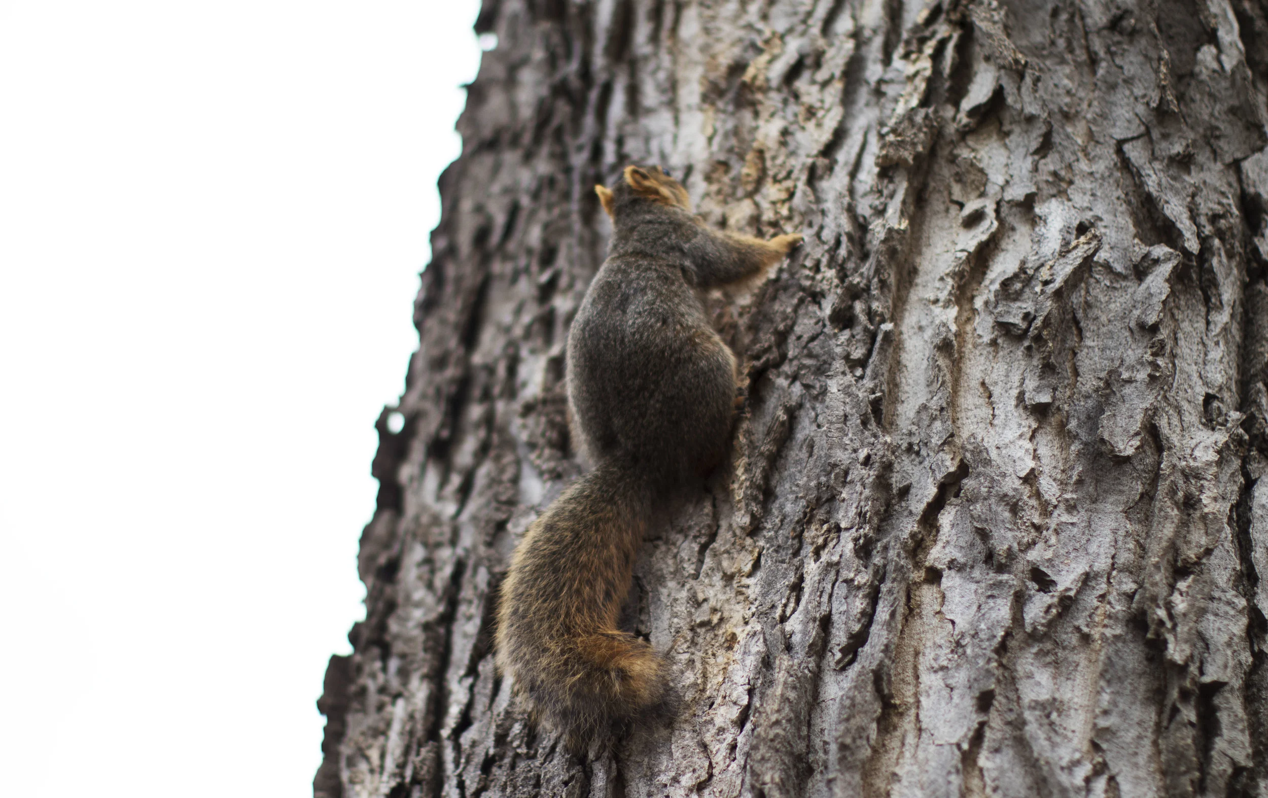 Union’s Squirrels Steal the Spotlight
