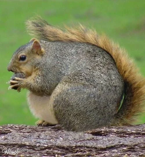 Union launches squirrel weight loss program: April’s new health and wellness challenge
