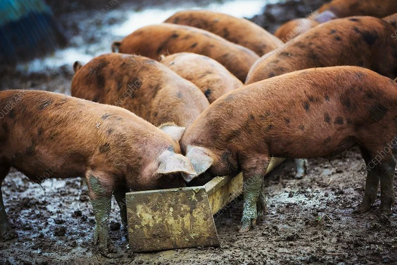 Getting hog-wild at the Cafe!