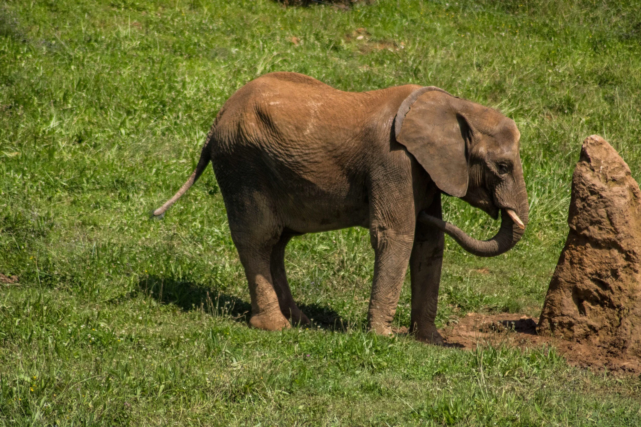 Henry Doorly Zoo welcomes new elephant calf 