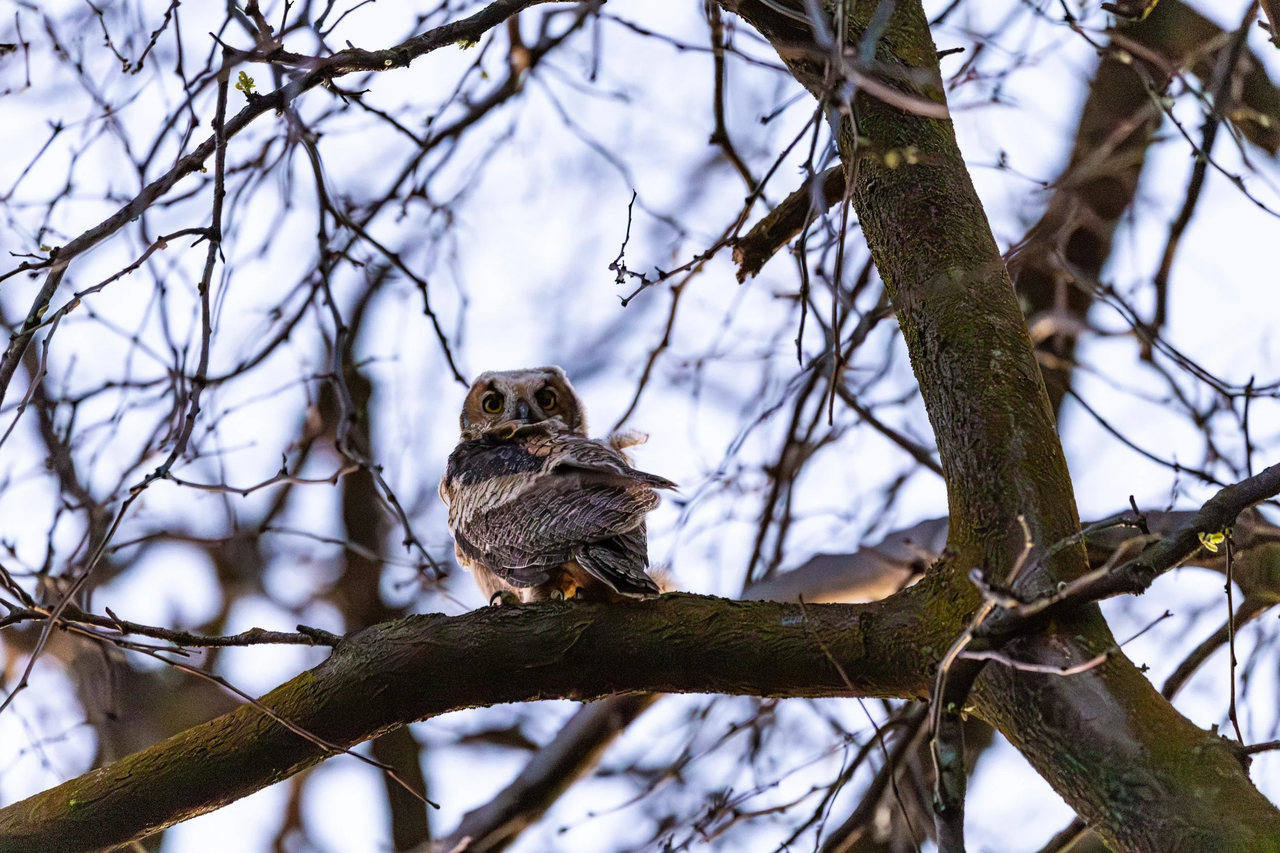 Befriending the Squirrels
