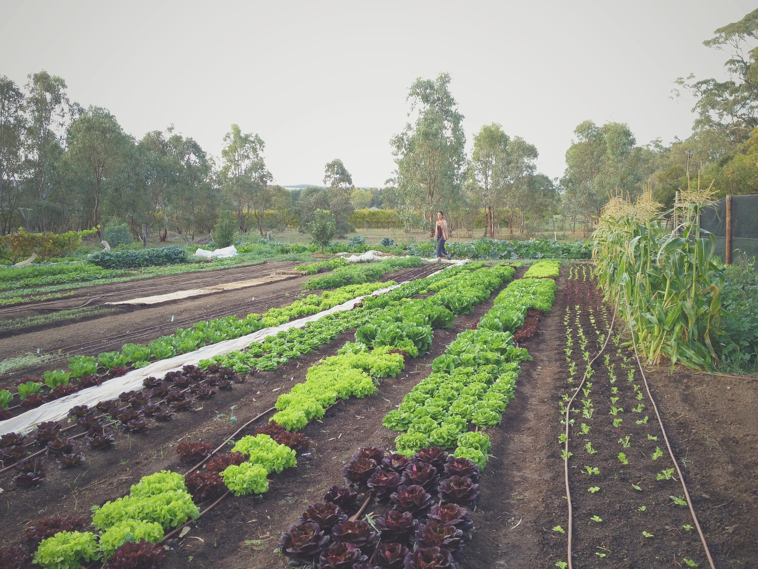 Diana bickfords organic farm in McLaren flat