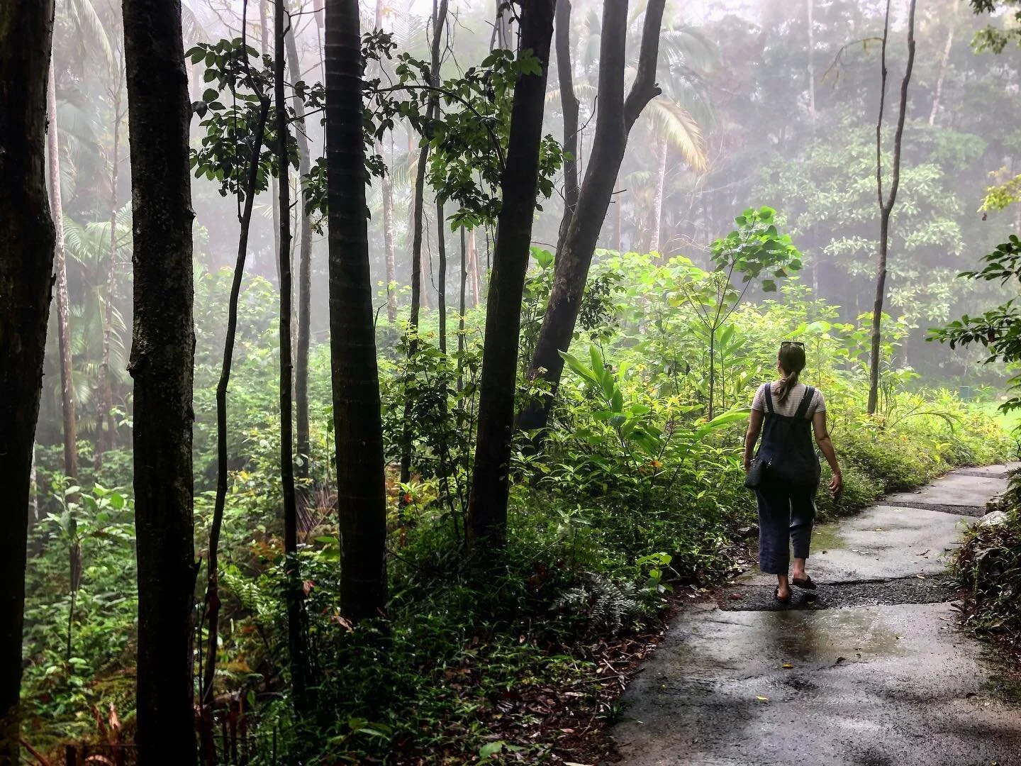 &bull; SWD &bull; Eungella &bull; Queensland &bull;
#sky #window #mist #rainforest #view #eungella #mackay #queensland #roadtrip #rainseason #tropics #forest #hiking #travel #getaway #exploringaustralia