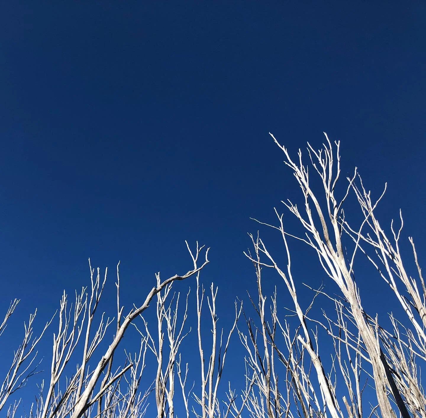 &bull; Reaching &bull; Lake Mountain &bull; Victoria &bull;
#trees #burnt #bushfires #gum #fires #lakemountain #alpine #victoria #crispy #sky #hiking #snow #highcountry #reachingout #onthetrail #hikemore #contrast #nofilter #peaceful