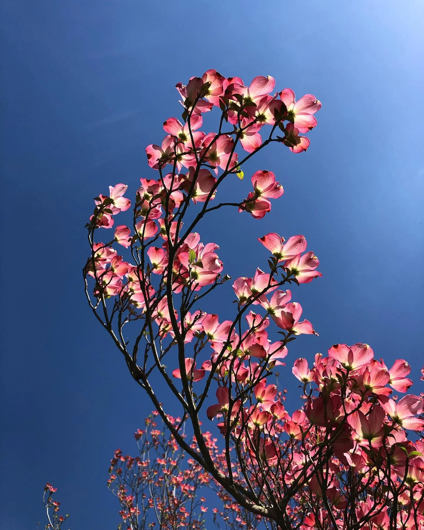 | EXO | The Patch | Victoria |
#spring #flowers #dogwood #tree #curling #sky #thepatch #country #victoria #fire #bloom #weekendvibes #nofilter #blue #crisp #sky